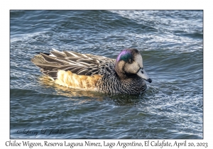 Chiloe Wigeon