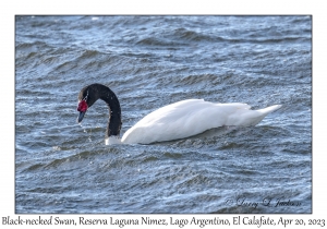 Black-necked Swan