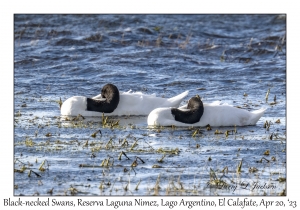 Black-necked Swans