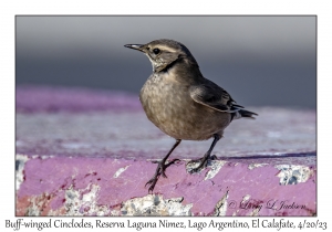 Buff-winged Cinclodes