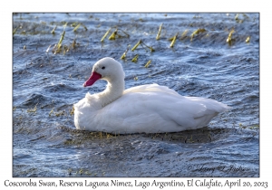 Coscoroba Swan