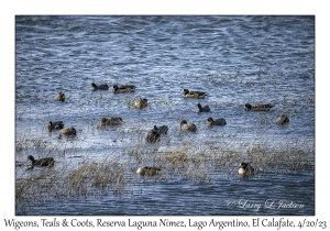 Wigeons, Teals & Coots