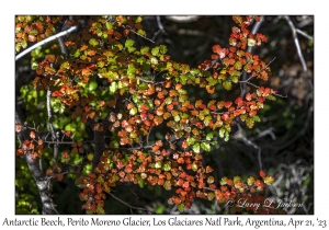 Antarctic Beech