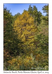 Antarctic Beech