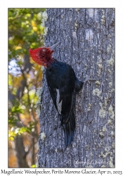 Magellanic Woodpecker