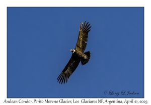 Andean Condor