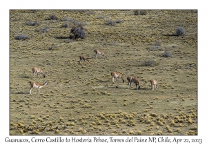 Guanacos