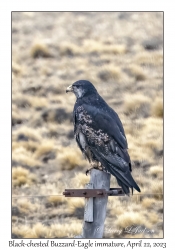 Black-chested Buzzard-Eagle immature