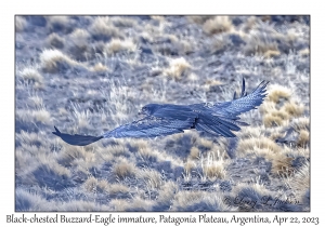 Black-chested Buzzard-Eagle immature