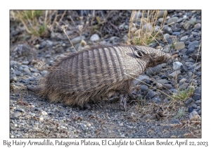 Big Hairy Armadillo