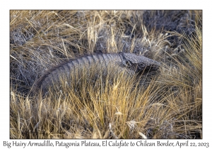 Big Hairy Armadillo