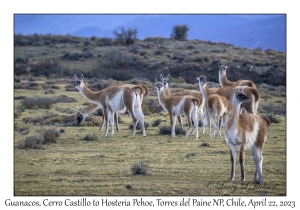 Guanacos