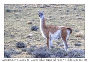 Guanaco