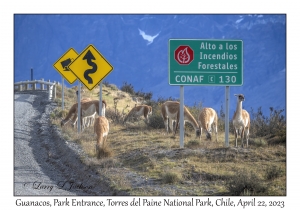 Guanacos