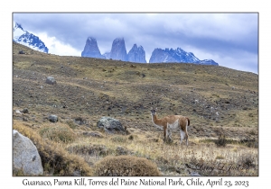 Guanaco