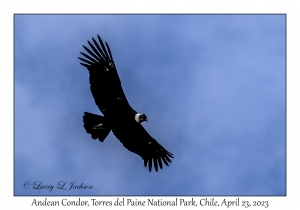 Andean Condor