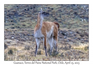 Guanaco