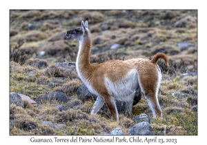 Guanaco