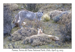 Pumas