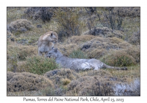 Pumas