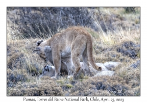 Pumas