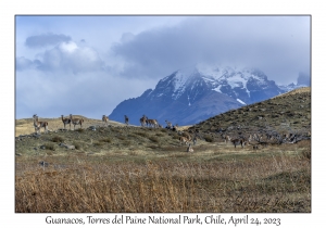 Guanacos