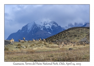 Guanacos