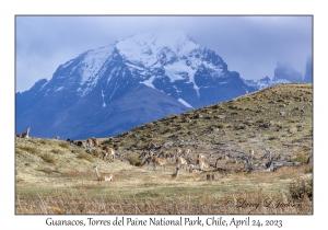 Guanacos