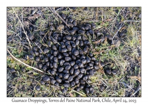 Guanaco Droppings