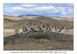 Guanacos