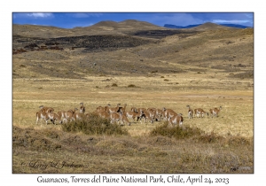 Guanacos