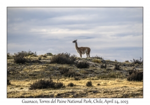 Guanaco