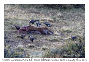 Crested Caracaras