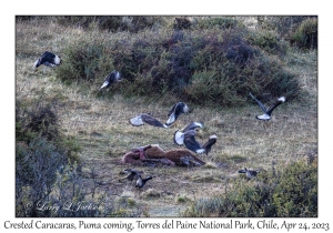 Crested Caracaras