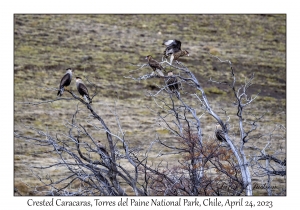 Crested Caracaras