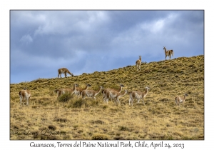 Guanacos