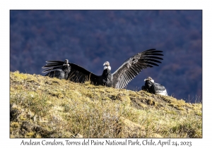 Andean Condor