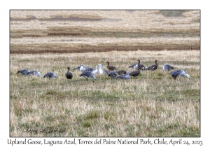 Upland Geese