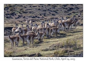 Guanacos