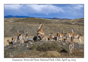 Guanacos