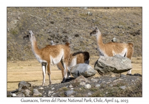 Guanacos