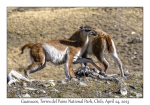 Guanacos