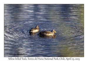 Yellow-billed Teals