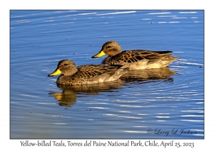 Yellow-billed Teals