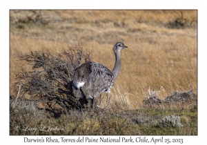 Darwin's Rhea