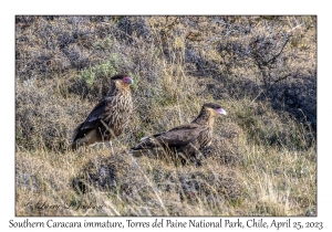 Southern Caracaras