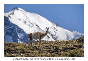 Guanaco