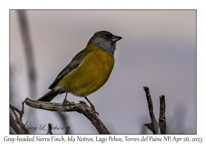 Gray-headed Sierra Finch