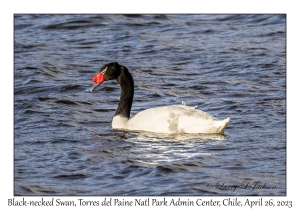 Black-necked Swan