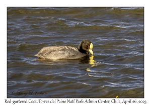 Red-gartered Coot